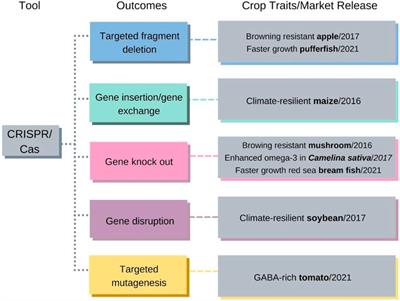 To become more sustainable organic agriculture needs genome editing technology